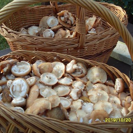 U Heleny I Piotra Pokoje Goscinne Bialowieza Bagian luar foto