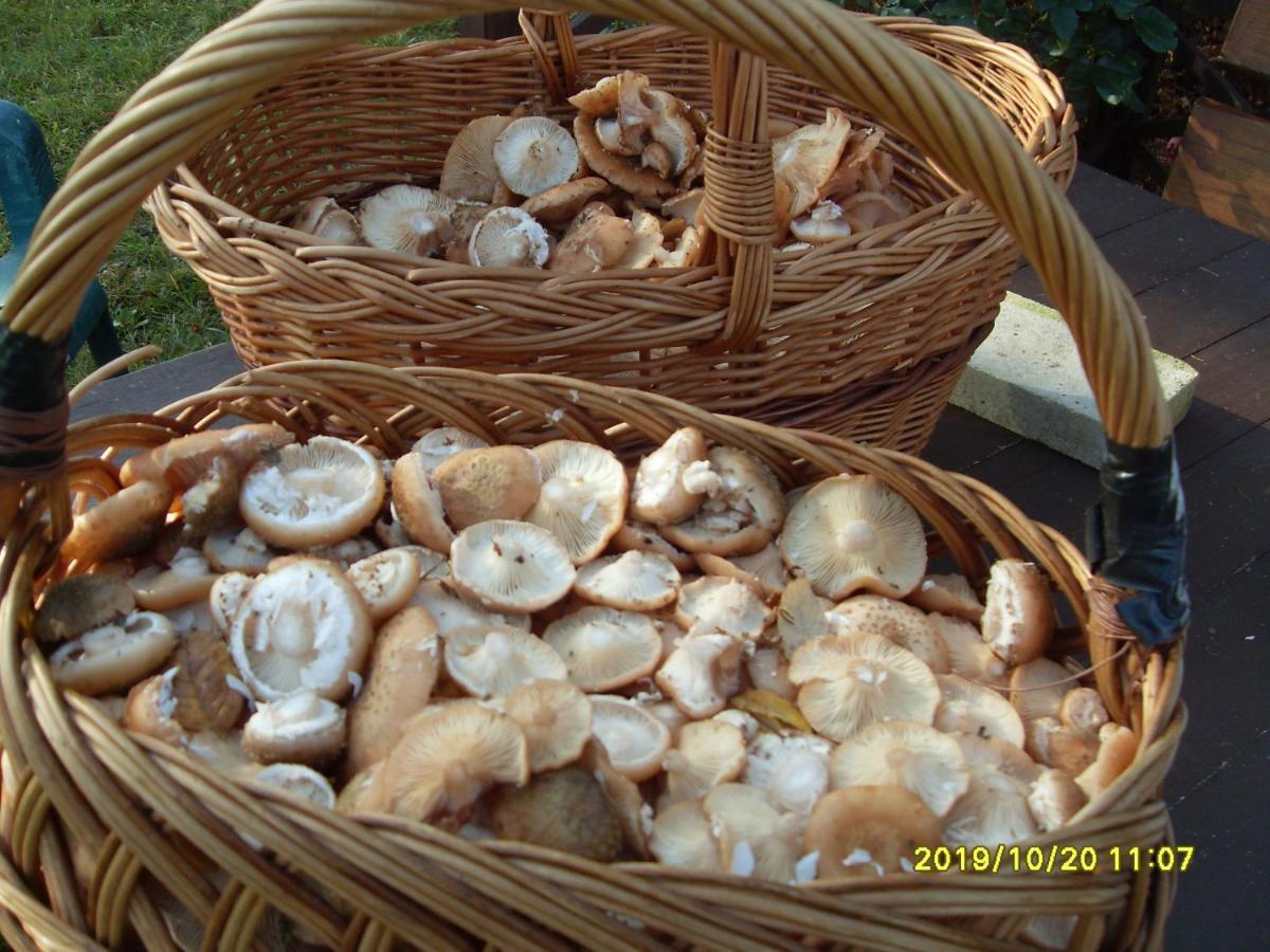 U Heleny I Piotra Pokoje Goscinne Bialowieza Bagian luar foto